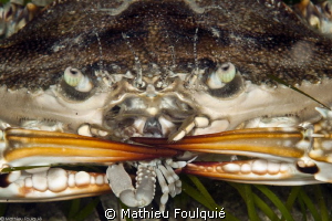 Callinectes sapidus eating Coleusia signata by Mathieu Foulquié 